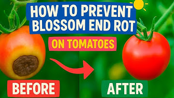 “STOP Blossom-End Rot on Tomatoes! 🍅✅ Simple Fixes That Actually Work”