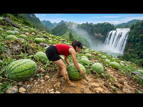 ¡Cosecha de Más de 1000Kg+ de Sandías en la Montaña! Transporte al Mercado para su Venta