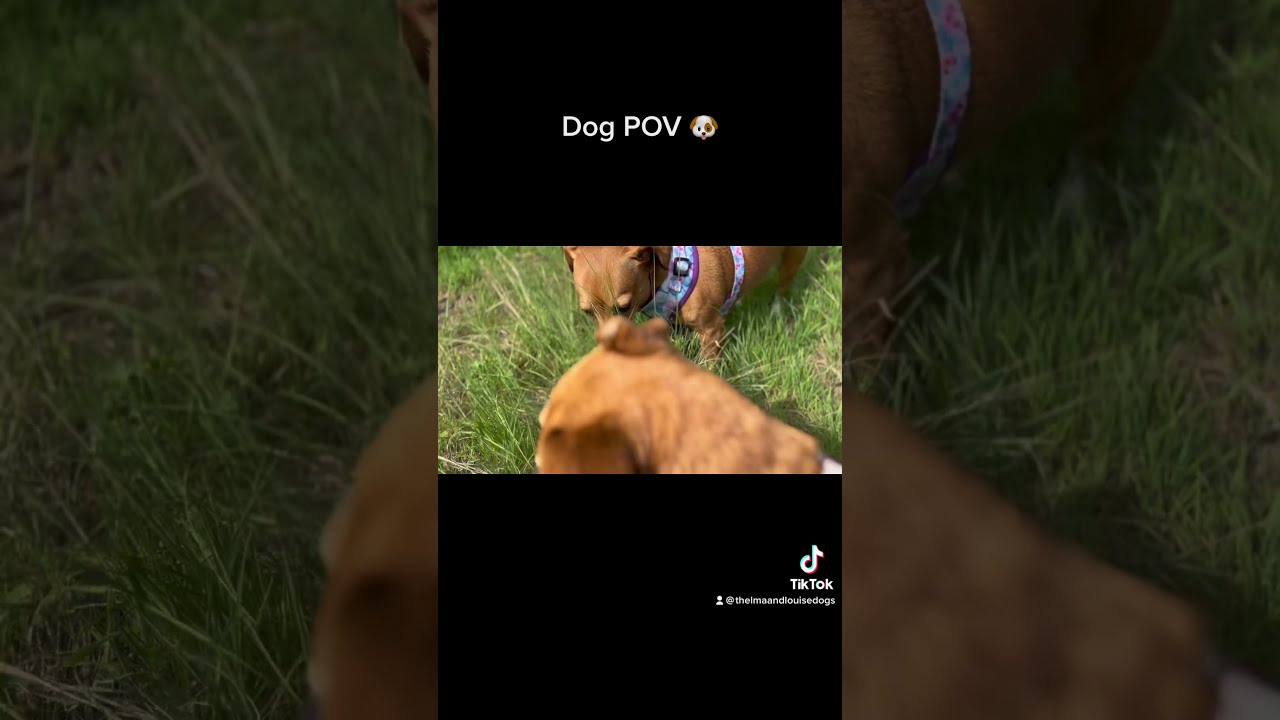 POV Thelma And Louise Doglovers Dogs Thelmaandlouise Bestfriends Nature Thelmaandlouisedogs