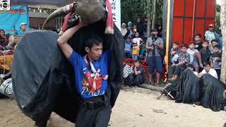 bantengan Putro Katu Joyo Ngamuk  Wonokerso Pakisaji