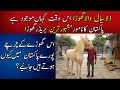 Zula Sial Best Breeder Horse In Pakistan || Zula Sial wala Ghora || Top Breeder Horse In Pakistan
