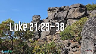 Luke 21:29-38, Bible Reading in Nature, BSB