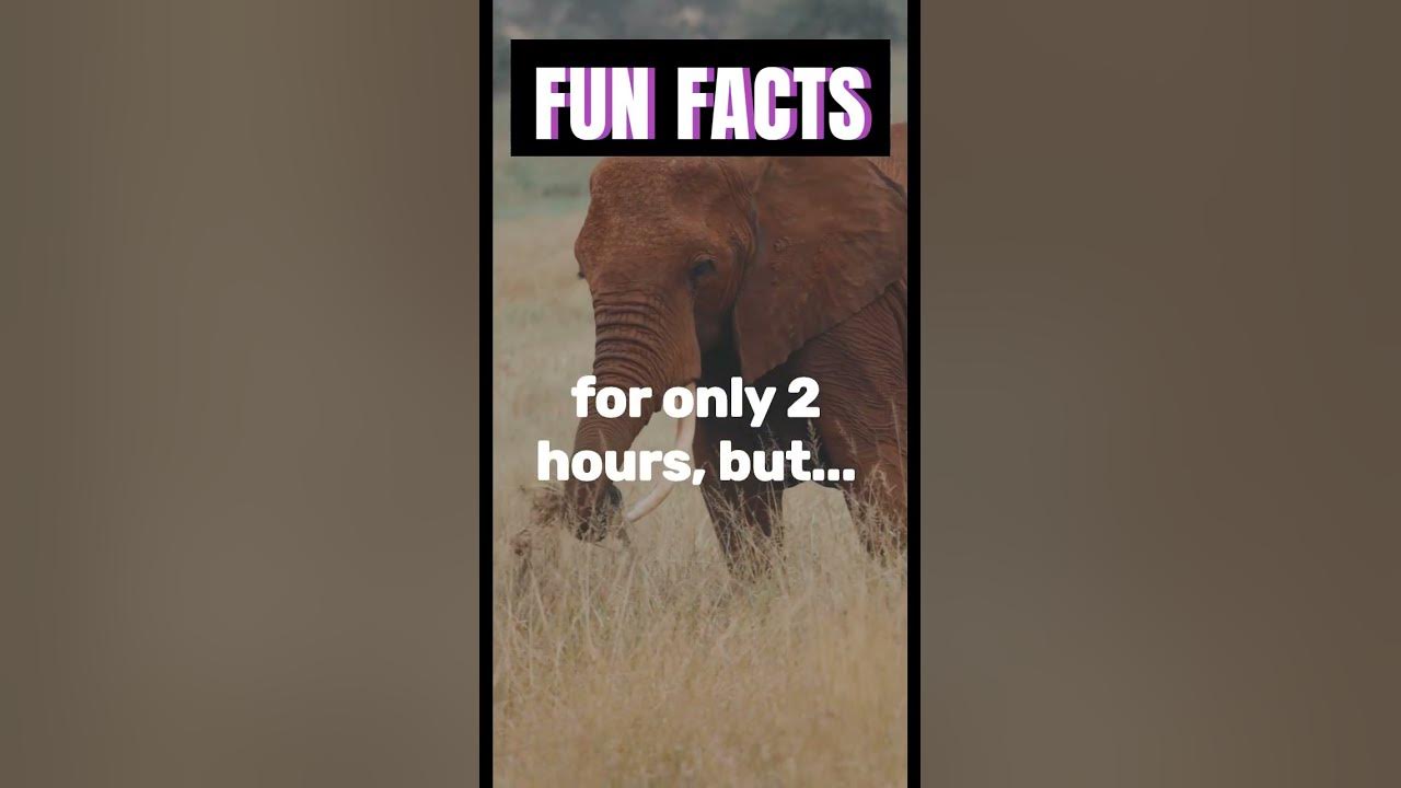 FUN FACTS: How Much Do Elephants Sleep? - YouTube