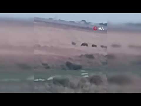 Domuz sürüsü cep telefonu kamerasına yansıdı