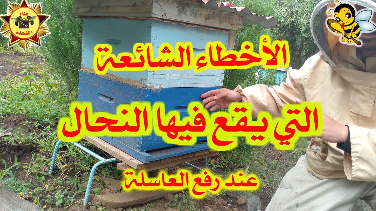 تجنب هذه الأخطاء عند رفع العاسلة  لتحافظ على الخلية و إنتاج العسل!