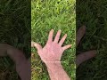 Pomme de terre sur herbe