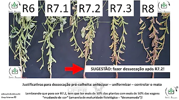 Qual a época correta para fazer a dessecação da soja?