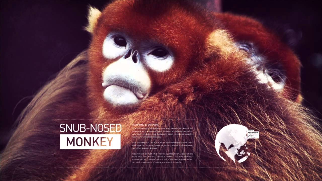 A To Z Of Animals Tedxsydney