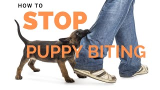 How to Stop Puppy Biting by Peach on a Leash Dog Training & Behavior Services 39,334 views 3 years ago 7 minutes, 55 seconds