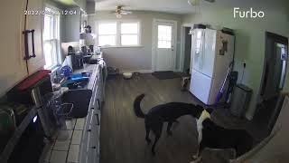 Dog Caught Stealing Knife On Camera | Furbo Dog Camera by Furbo Pet Camera 147 views 5 months ago 15 seconds