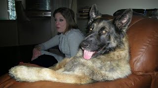 This is why GERMAN SHEPHERDS are the FUNNIEST DOGS by Funny Pet's Life 237,225 views 1 month ago 10 minutes, 49 seconds