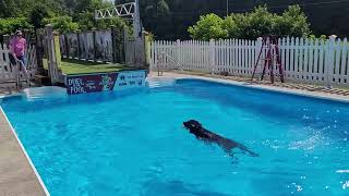 &quot;Yosef&quot; Von Prufenpuden 19 Mo Black GSD Obedience Dock Diving Athletic Happy Energetic Boy @PDS