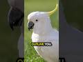Cockatoos live how long? 🤯🦜❤️ #birds #parrotlover #cockatoo