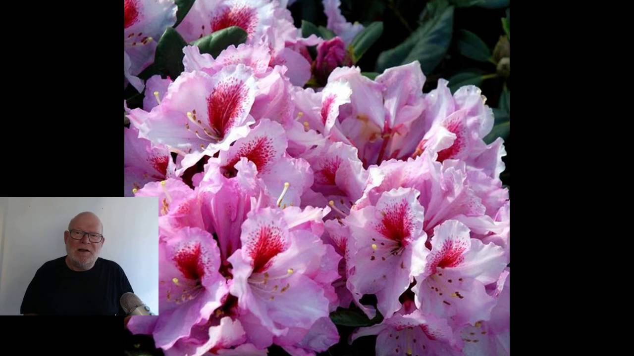 Guide til storblomstrede Rhododendron.