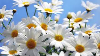 Ромашка. Е.Серова