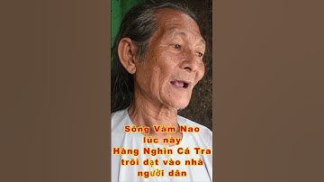 CHUYỆN LẠ SÔNG VÀM NAO HÀNG NGÀN CÁ TRA TRÔI DẠT VÀO BỜ quá kỳ lạ bà con ơi #shorts