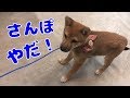 柴犬（豆柴）みかん｜お散歩嫌いで歩かない子犬