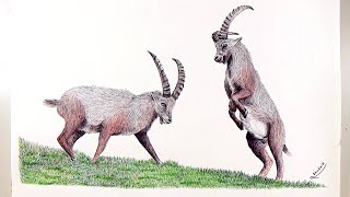 How to draw wild goats with a colored ballpoint pen - Part 1 | Real time