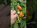 томаты для ленивых цилиндрические