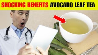 Doctors Are Speechless: The Hidden Benefits of Avocado Leaf Tea Revealed!