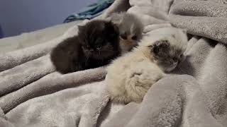 Day 29. Kittens A,B & C. 04.30.2024. by Tomsel Travels 265 views 4 weeks ago 2 minutes, 57 seconds