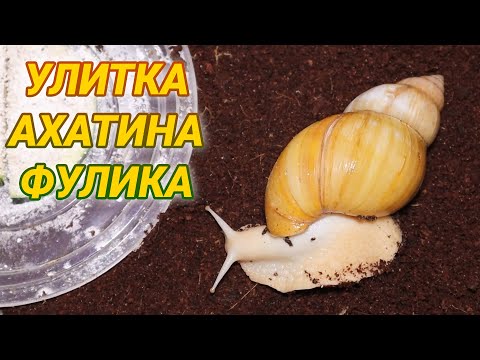 Улитки ахатины фулика – описание вида, уход и содержание