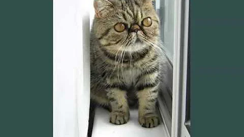 Watch the video about Exotic Shorthair Munchkin | Picture Ideas Of Cats