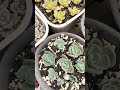 [多肉植物geee]おはよう😃ございます #succulent #plants #geee #garden #タニパト #ベランダ多肉 #gardening