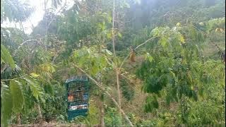 mikat kutilang emas dapat banyak di lokasi ini,sangat disayang kan hari mulai hujan@