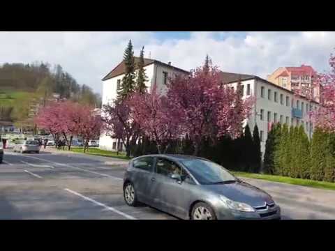 Video: Kako Narediti Mafine Iz Ptičje češnje