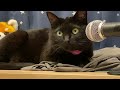 [ASMR] I tried adding echo to a cat