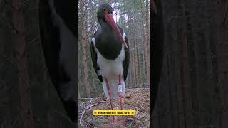 #shorts - Memory of Karl 2 - Karula, Estonia - @TamasBirds - #storks #birds #birdwatching