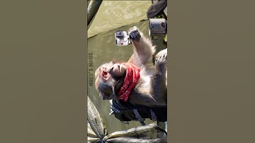 🐒Ai monkey vlogs part-1 #monkey #ai #veo3 #funny #vlog #aivlog #viral #shortsfeed