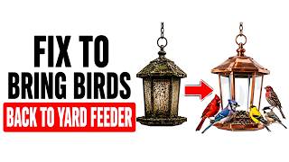 What You Must Fix Today to Bring Birds Back to Your Yard Feeder