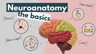 Brain anatomy and function, an overview | Neuroscience basics