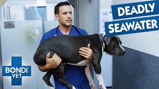 Dog's Life on the Line After Seawater Enters Lungs 😰 Season 10 Episode 6 | Bondi Vet
