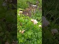 Розы на земле #цветы