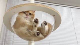 VLOG Cat Tower Installation | Kitten | a cat toy