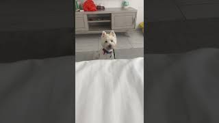 Morning wake up call #wakeywakey #westie #ウェスティ #funnydog #cutedog