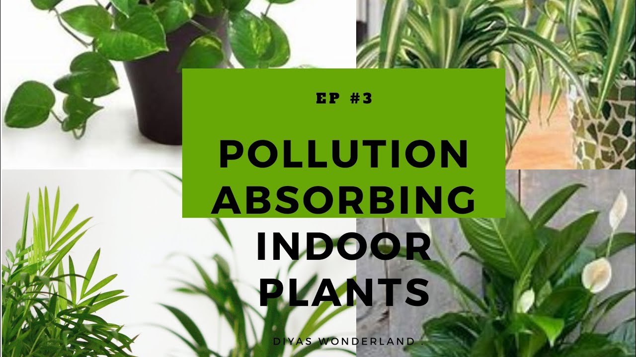 🌱Pollution Absorbing Indoor plants 🌱മലിനീകരണം ആഗിരണം ചെയുന്ന