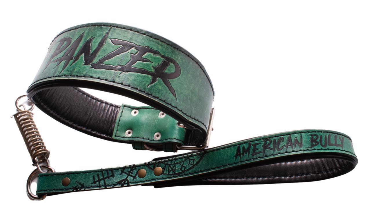 Collar para American Bully - YouTube