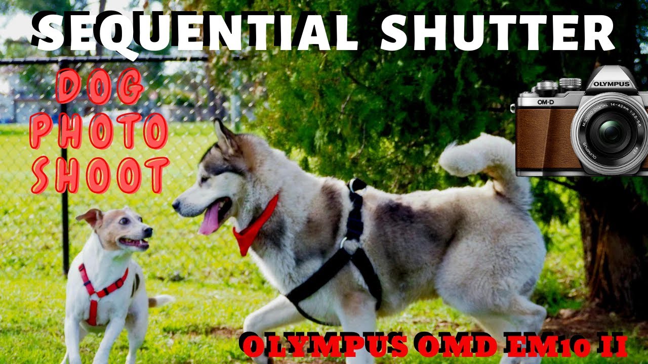 Sequential Shutter Burst Dog portrait and action shots Olympus OMD