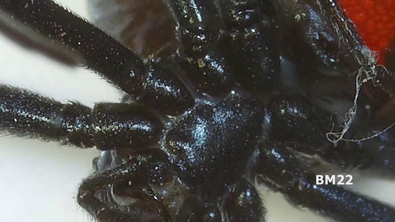 Black Widow Fangs 