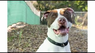 Meet Calvin A Terrier American Pit Bull Currently Available For Adoption 212023 10440 Pm
