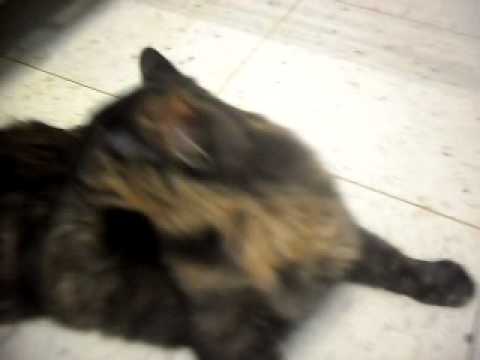 Meet Bonnie a Domestic Shorthair currently available for adoption at Petango.com! 3/3/2011 1:39:13 P