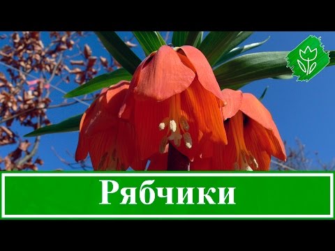 Цветок рябчик – посадка, уход и выращивание, рябчик после цветения