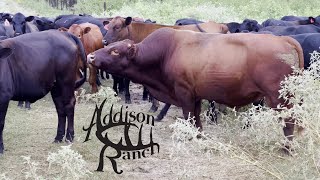 PUTTING THE MASHONA / ANGUS  BULLS OUT Mashona Angus Calves Update
