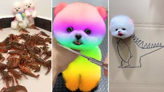 Funny and Cute Dog Pomeranian 😍🐶| Funny Puppy Videos #328