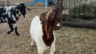 SELLING BOER GOATS (MAY 2023 UPDATE) 🐐