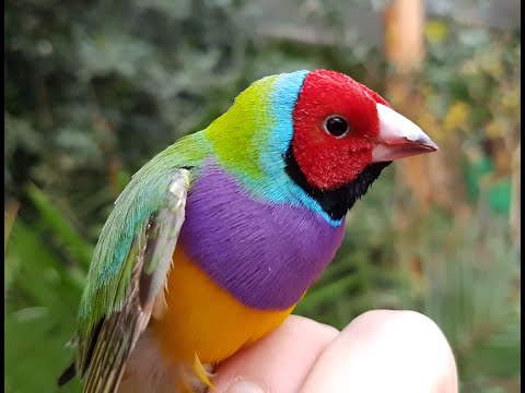 Video: Hvad Er Den Smukkeste Fugl I Verden